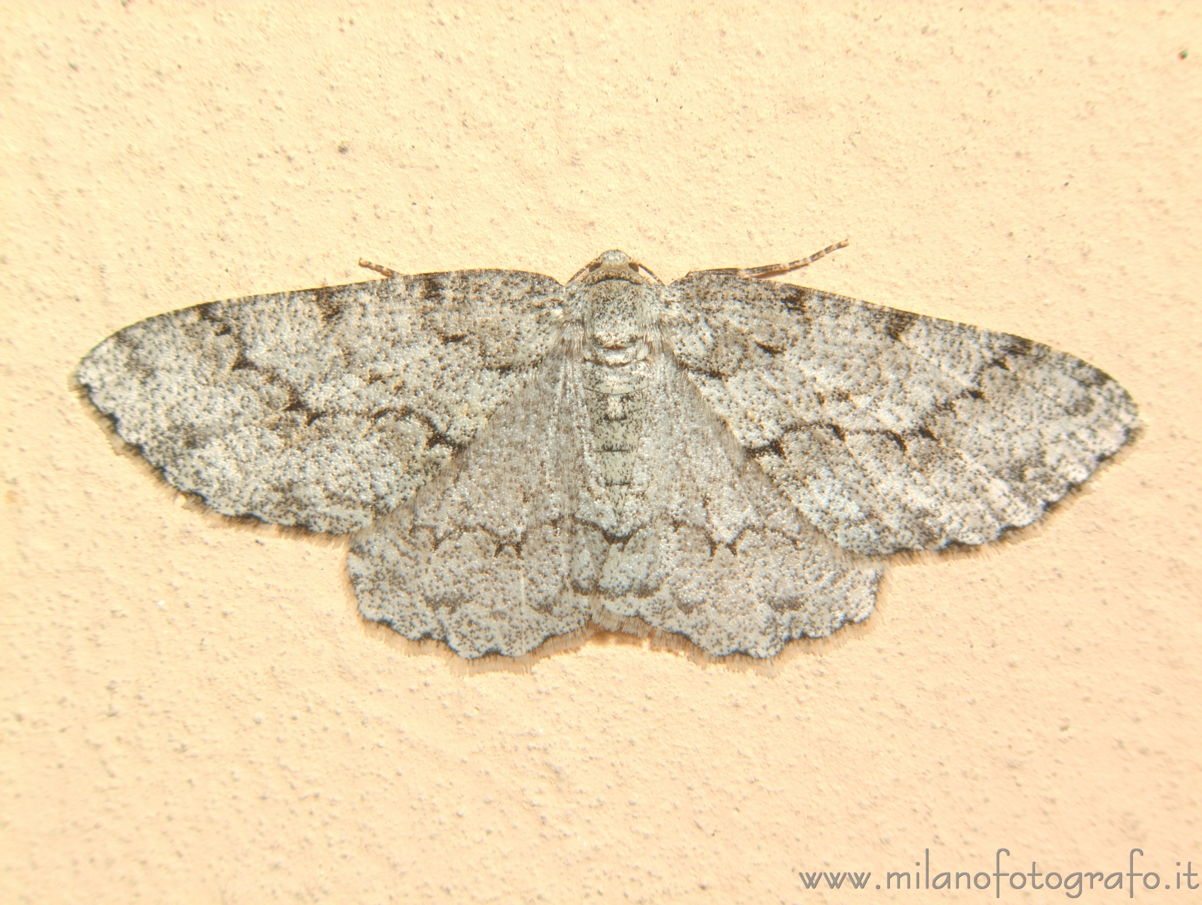 Campiglia Cervo (Biella, Italy) - Small moth